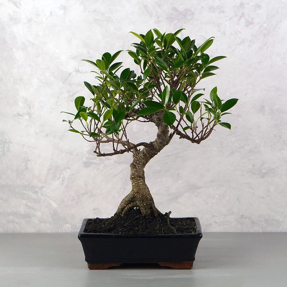 Ficus (Fikusz) bonsai - hajlított törzsű, 25 cm