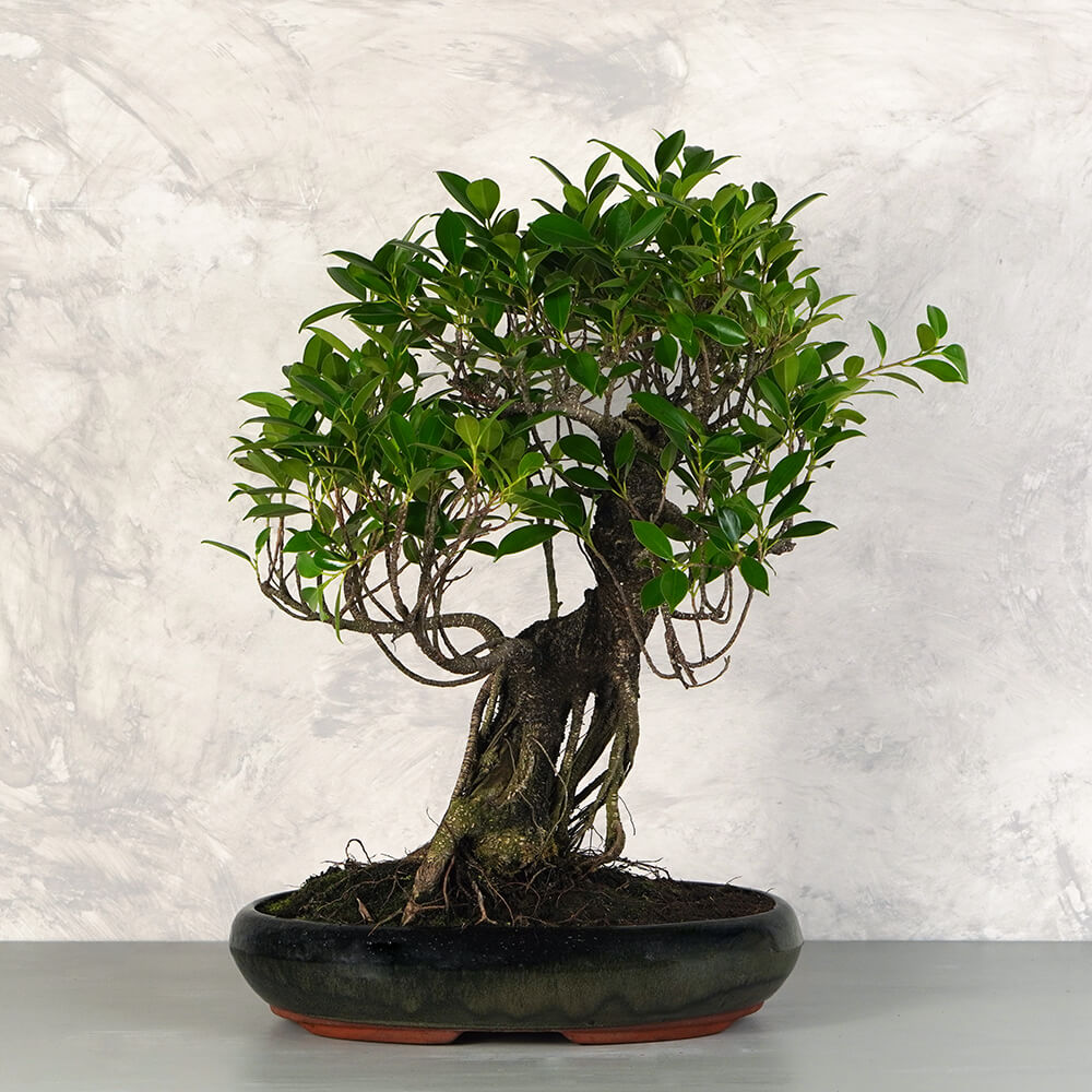 Ficus (Fikusz) bonsai - hajlított törzsű, 39 cm