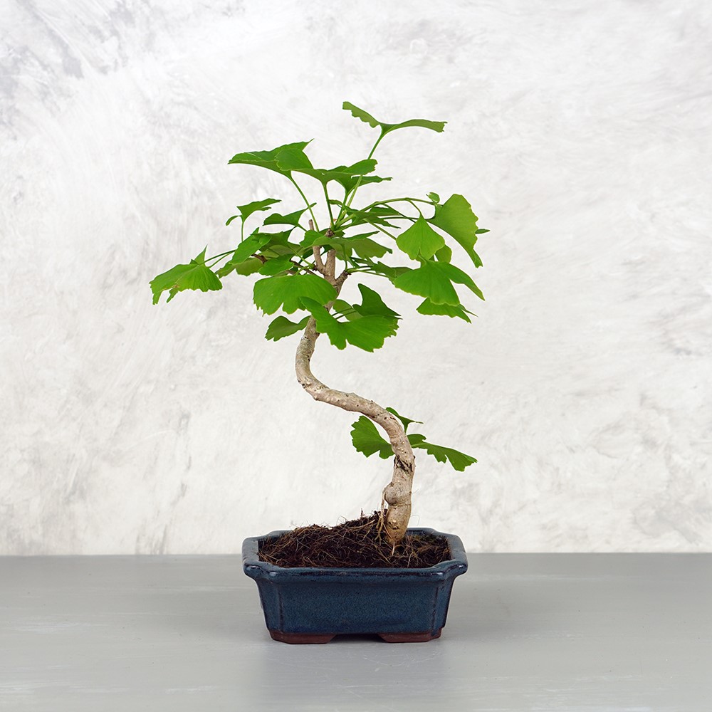 Ginkgo biloba (Páfrányfenyő) bonsai - hajlított törzsű, 15 cm