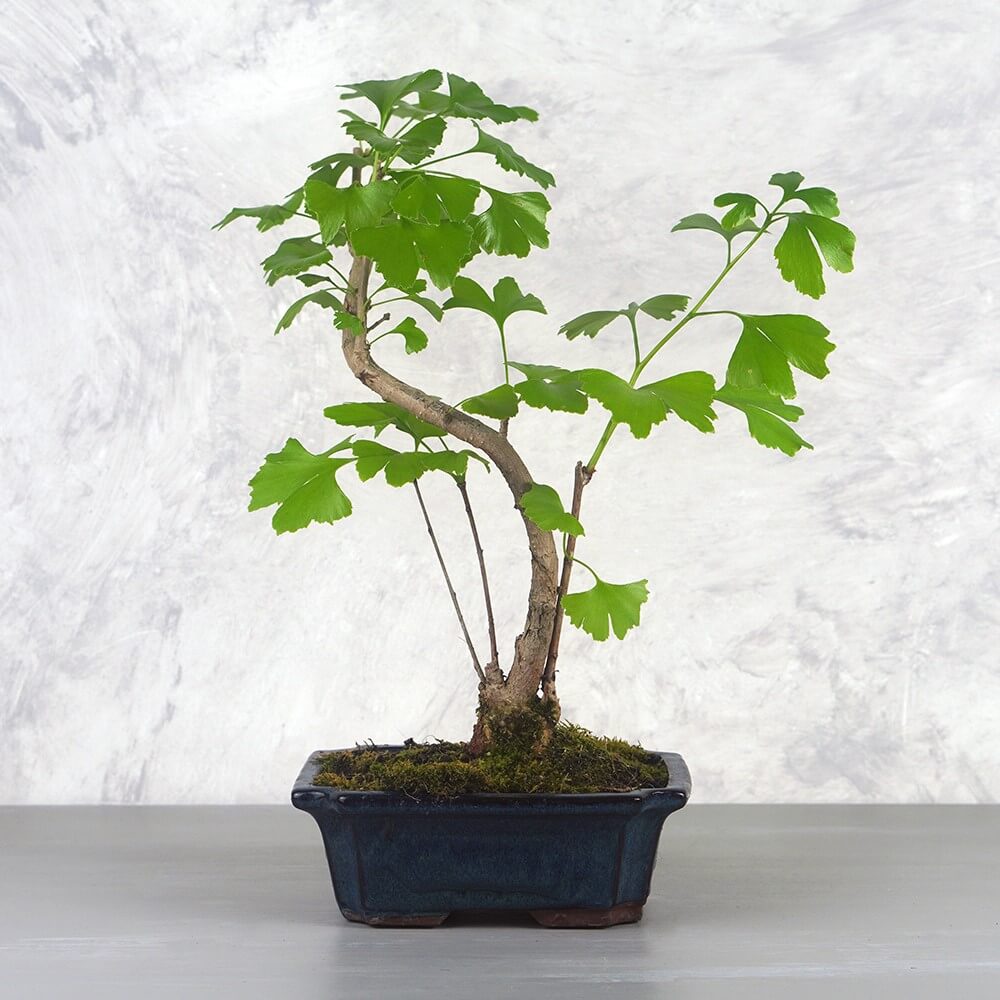 Ginkgo biloba (Páfrányfenyő) bonsai - hajlított törzsű, 20 cm