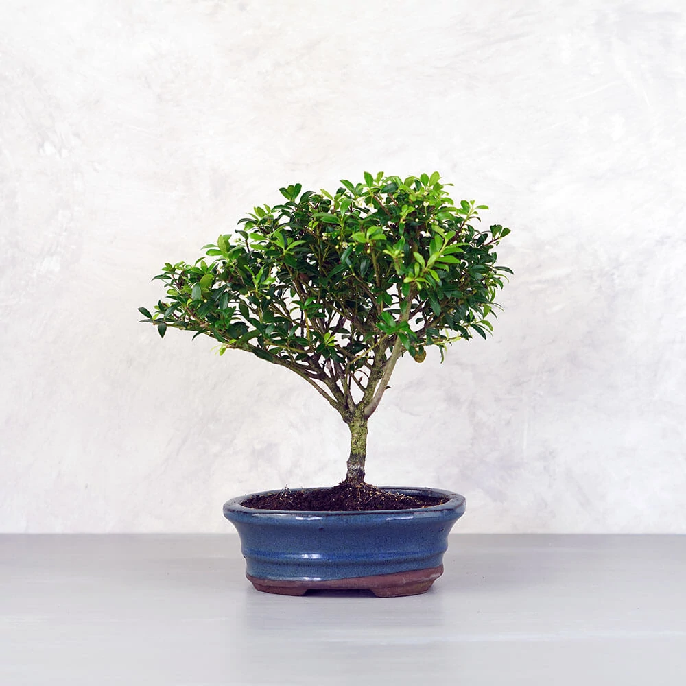 Ilex crenata (Japán magyal) bonsai - egyenes törzsű, 16 cm