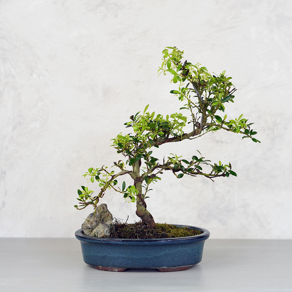 Ilex crenata (Japán magyal) bonsai - hajlított törzsű, 20 cm