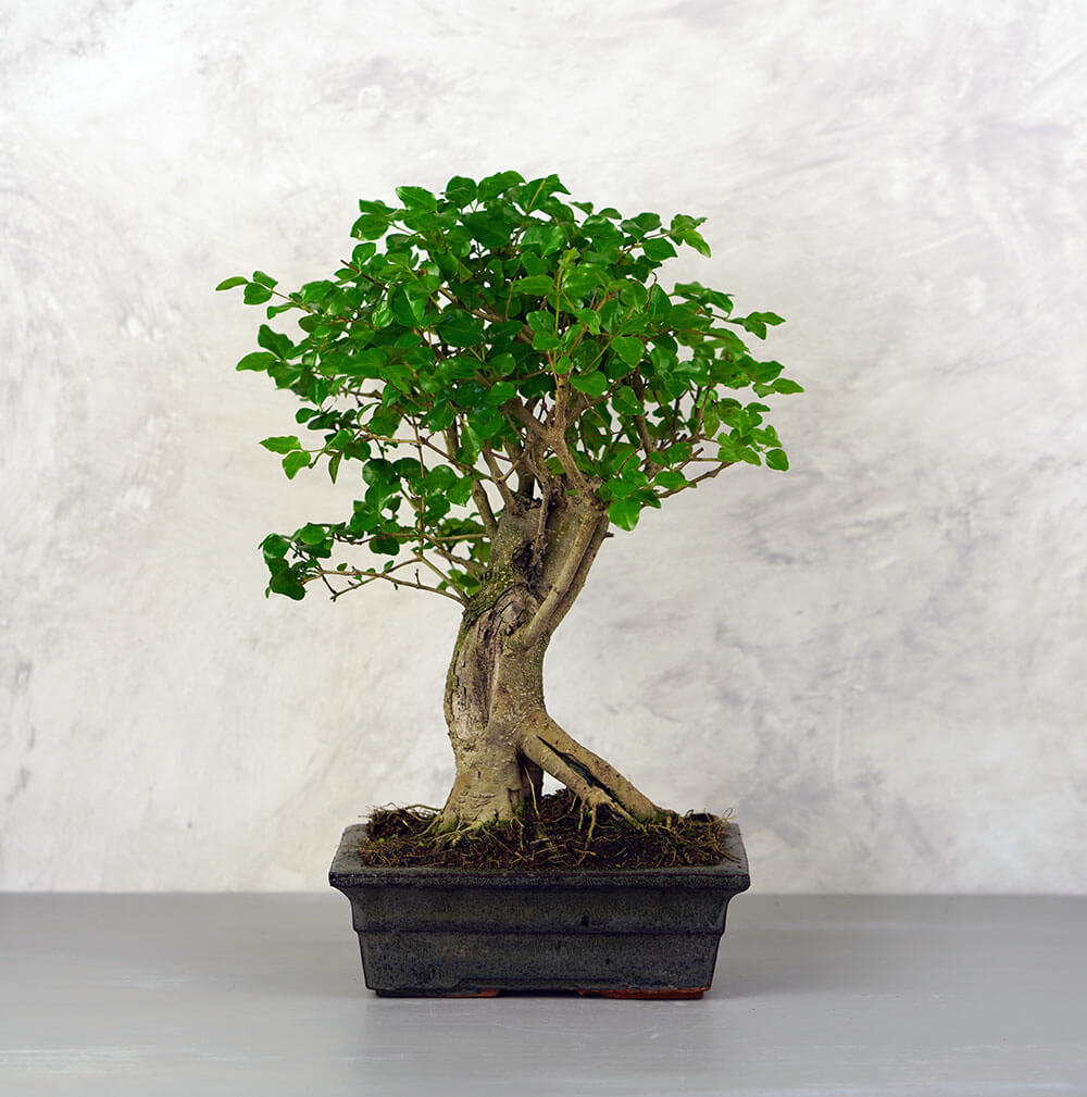 Ligustrum chinesis (Kínai fagyal) bonsai - egyenes törzsű, 20 cm