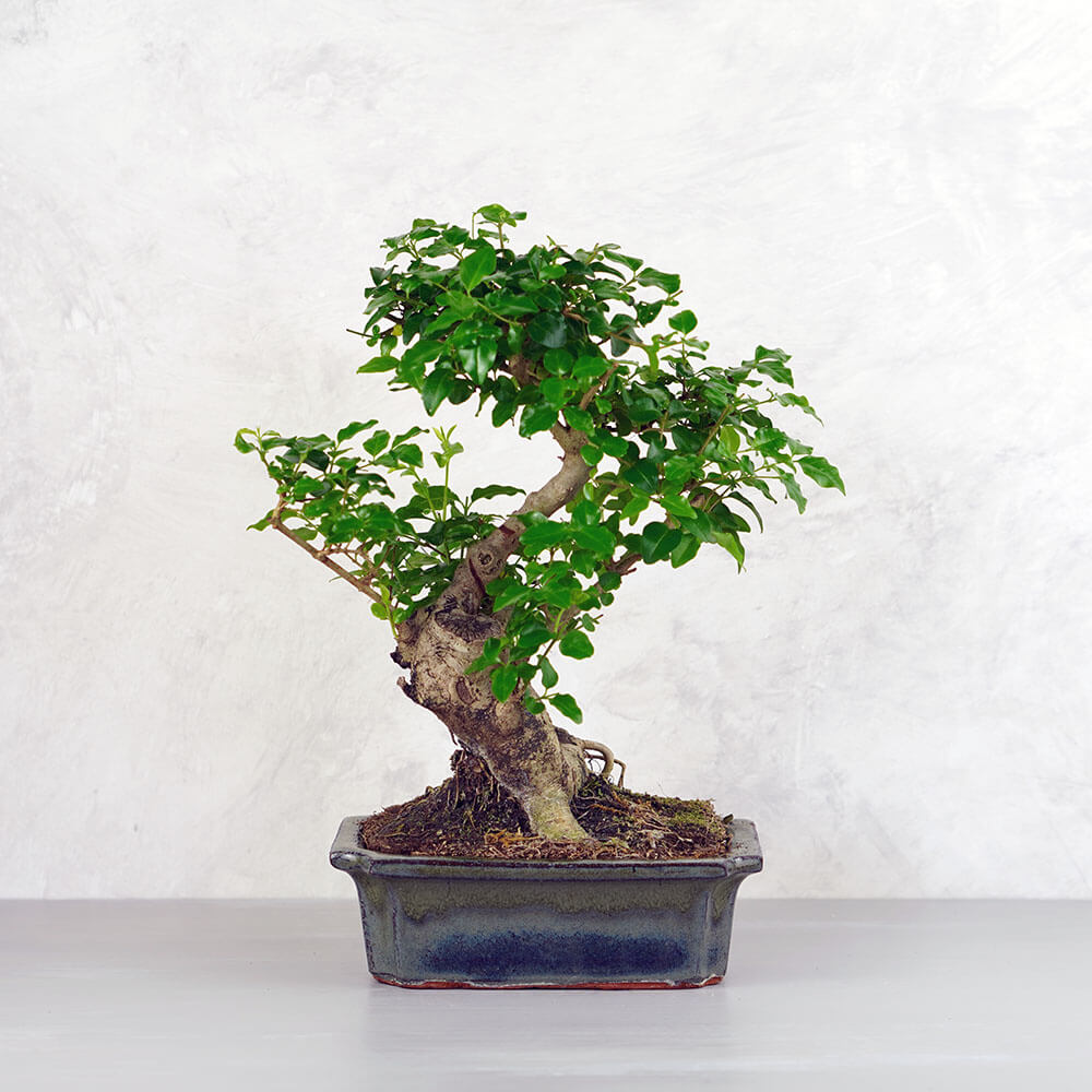 Ligustrum chinesis (Kínai fagyal) bonsai - hajlított törzsű, 20 cm