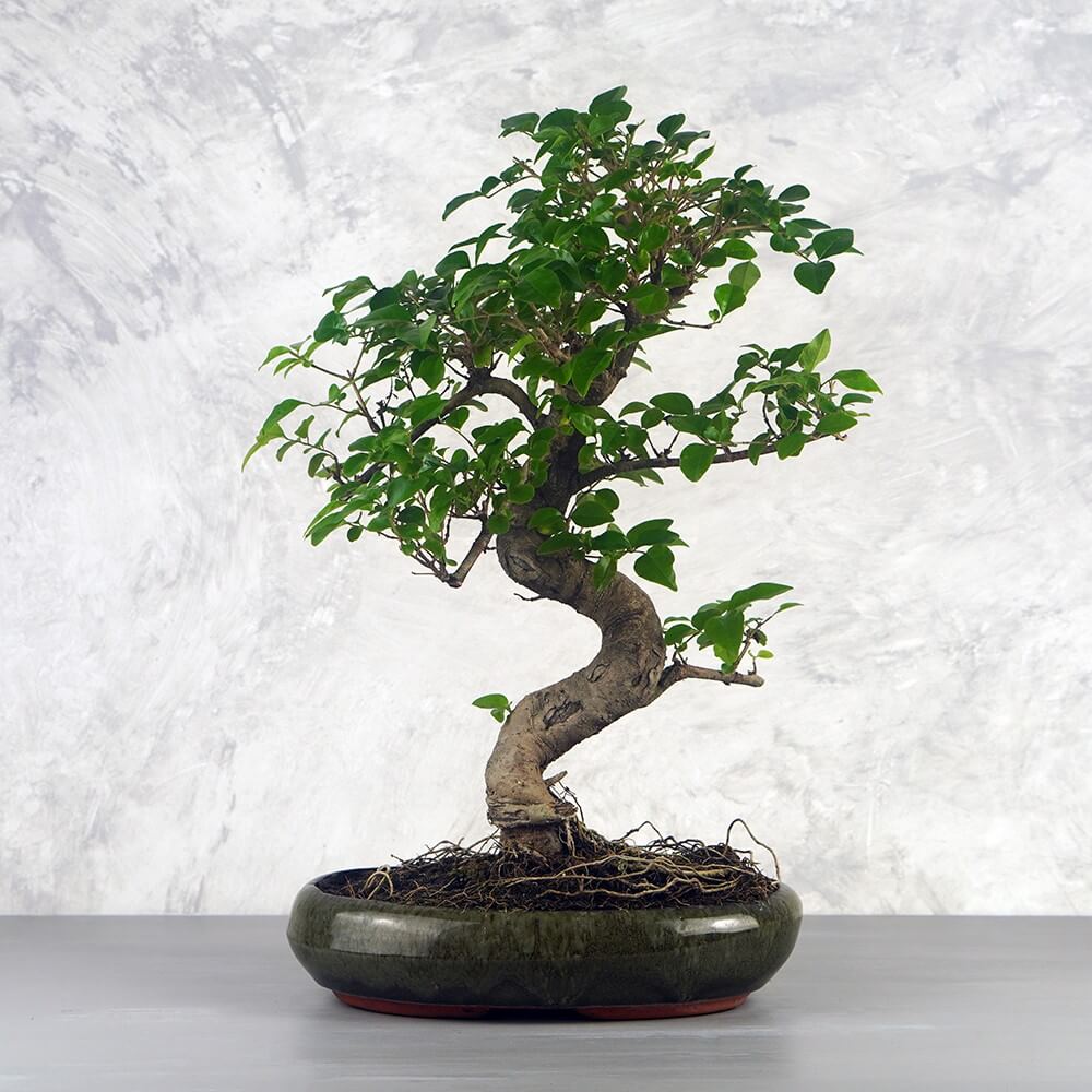 Ligustrum chinesis (Kínai fagyal) bonsai - hajlított törzsű, 28 cm