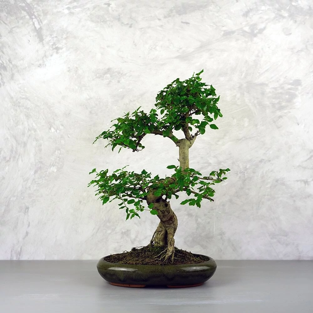 Ligustrum chinesis (Kínai fagyal) bonsai - hajlított törzsű, 24 cm