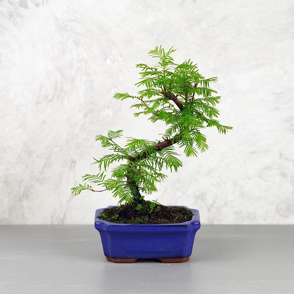 Metasequoia (Mamutfenyő) bonsai - hajlított törzsű, 15 cm