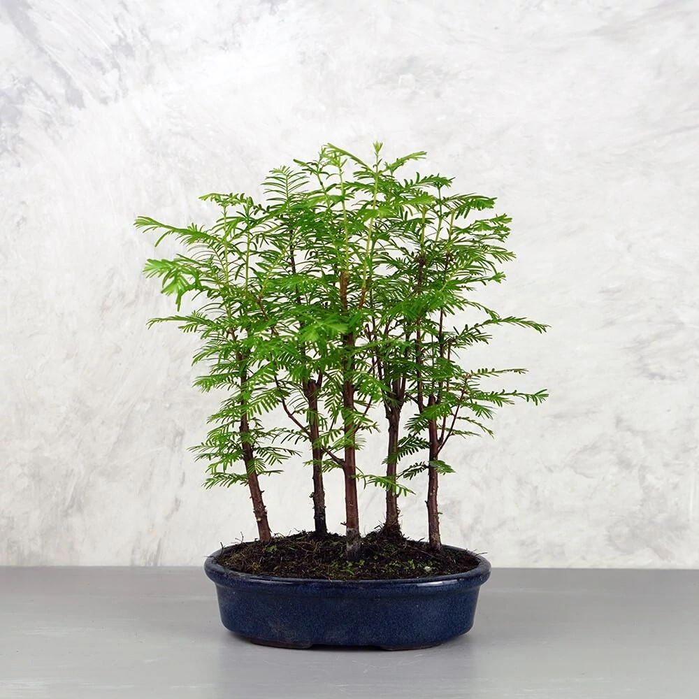 Metasequoia (Mamutfenyő) bonsai - facsoport 5db fával, 20 cm tál