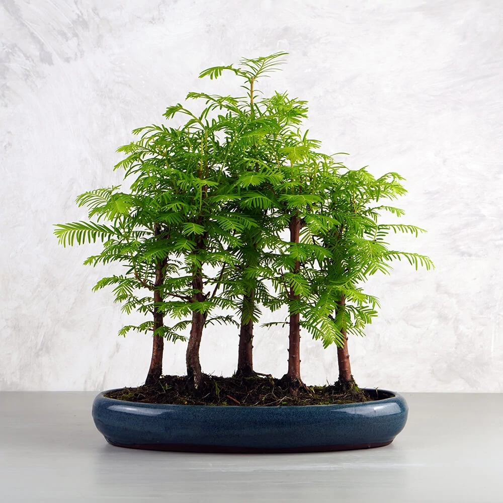 Metasequoia (Mamutfenyő) bonsai - facsoport, 30 cm tál