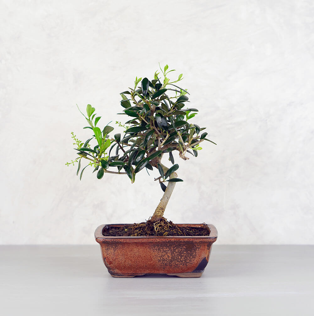 Olea Europea (Olajfa) bonsai - hajlított törzsű, 16 cm