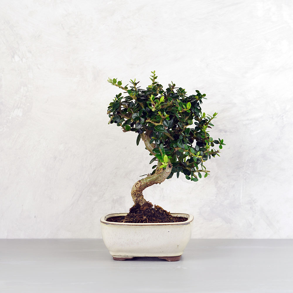 Olea Sylvestris (Olajfa) bonsai - hajlított törzsű, 16 cm