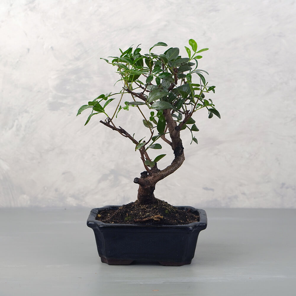 Pistacia lentiscus (Pisztácia) bonsai - hajlított törzsű, 14 cm