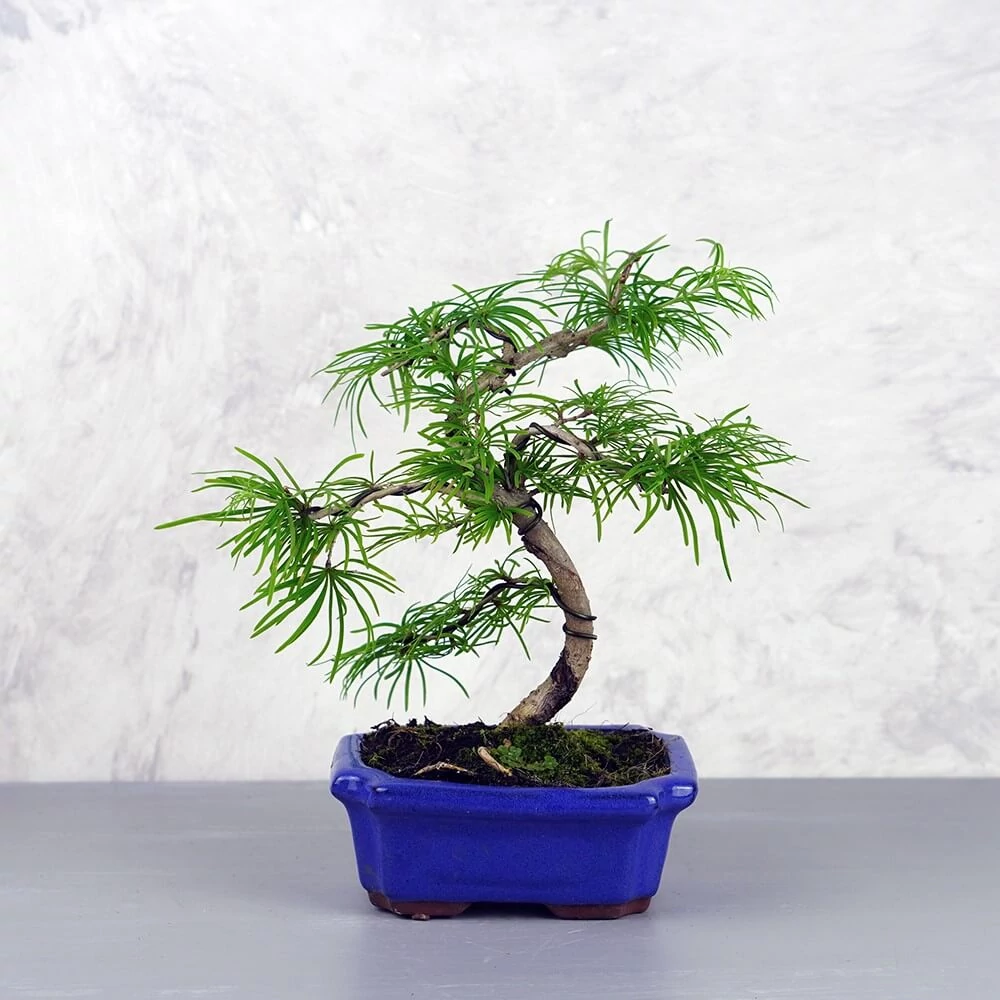 Pseudolarix (Kínai aranyfenyő) bonsai - hajlított törzsű, 15 cm
