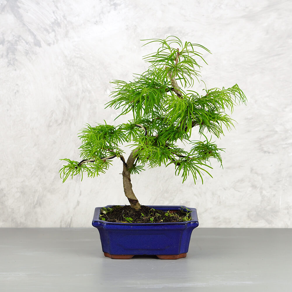 Pseudolarix (Kínai aranyfenyő) bonsai - hajlított törzsű, 20 cm
