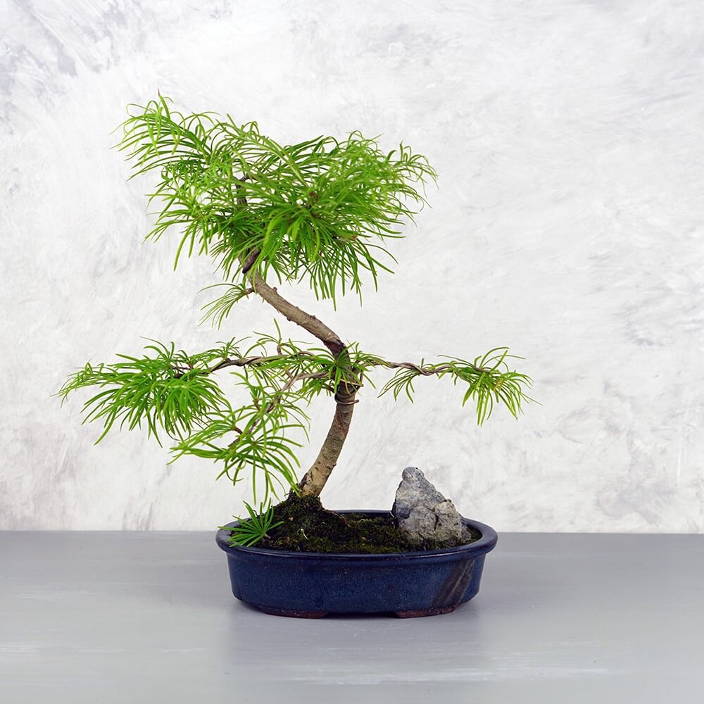 Pseudolarix (Kínai aranyfenyő) bonsai - hajlított törzsű, sziklával, 20 cm