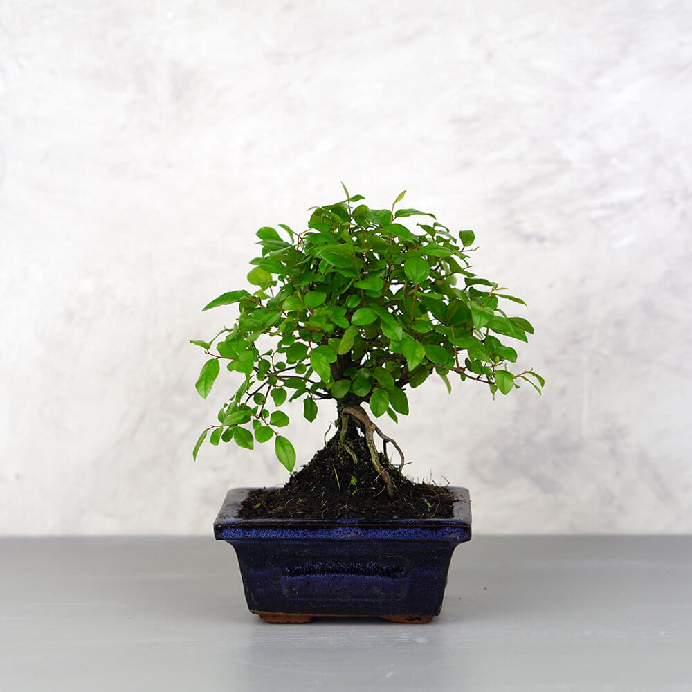 Sageretia (Kínai édesszilva) bonsai - egyenes törzsű, 12 cm