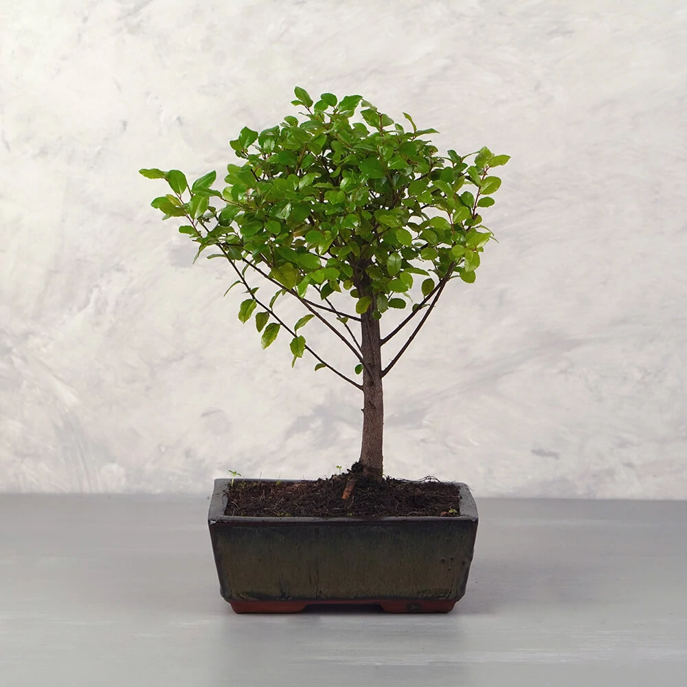 Sageretia (Kínai édesszilva) bonsai - egyenes törzsű, 15 cm