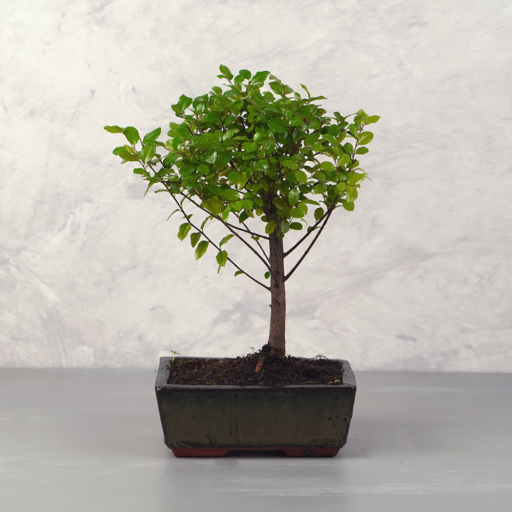 Sageretia (Kínai édesszilva) bonsai - egyenes törzsű, 15 cm