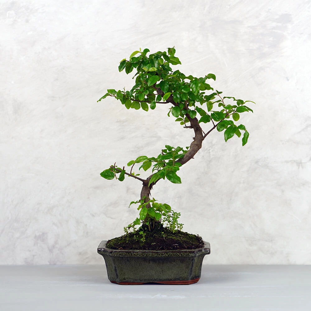 Sageretia (Kínai édesszilva) bonsai - hajlított törzsű, 15 cm