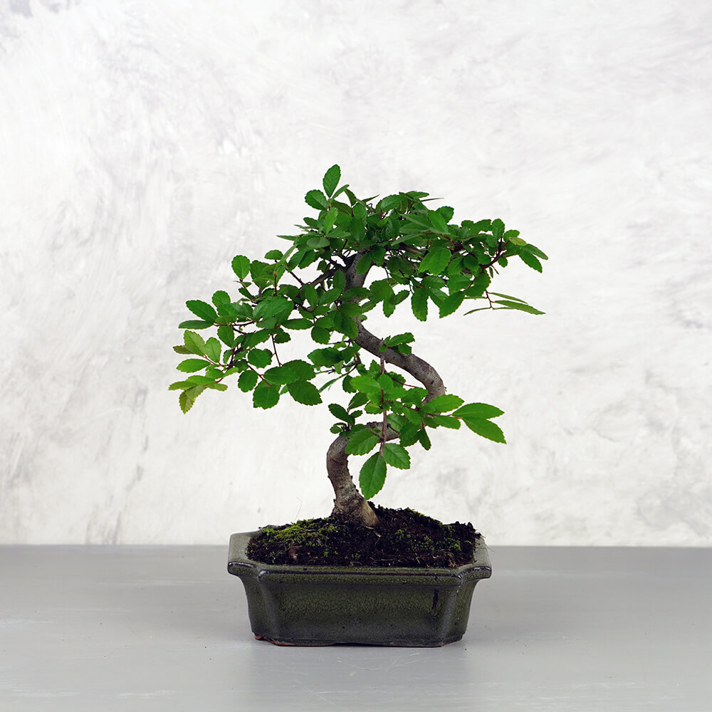 Ulmus parvifolia (Kínai szil) bonsai - hajlított törzsű, 15 cm