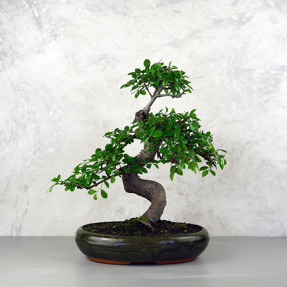 Ulmus parvifolia (Kínai szil) bonsai - hajlított törzsű, 28 cm