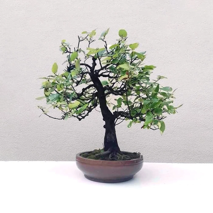 Cydonia oblonga (Birsalma) bonsai - egyenes törzsű, 32 cm