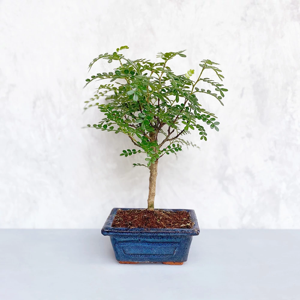 Zanthoxylum piperitum (Japán borsfa) bonsai - egyenes törzsű, 12 cm