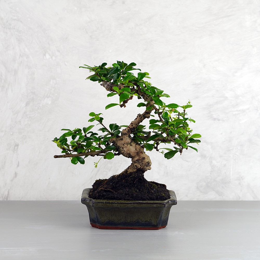 Carmona (Borágófa) bonsai - hajlított törzsű, 15 cm