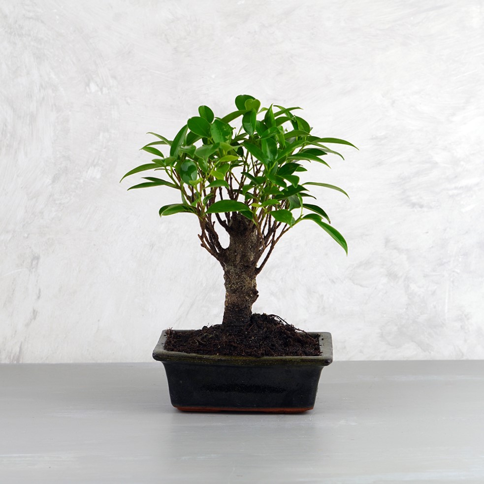 Ficus (Fikusz) bonsai - egyenes törzsű, 15 cm