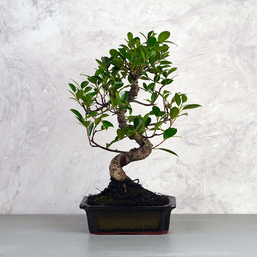 Ficus (Fikusz) bonsai - hajlított törzsű, 20 cm