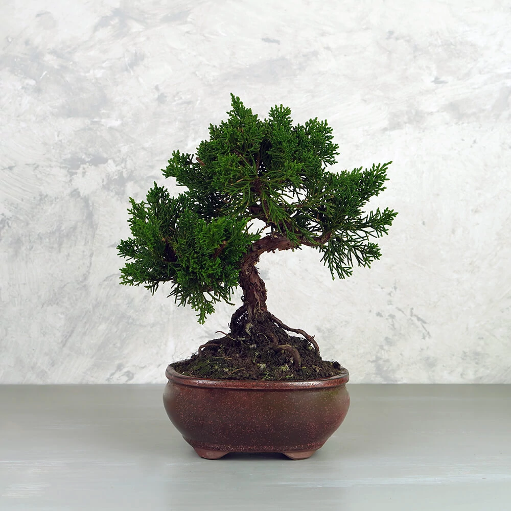 Juniperus chinensis (Kínai boróka) bonsai - hajlított törzsű, 15cm tálban 