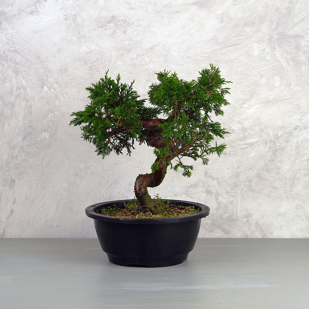 Juniperus chinensis (Kínai boróka) bonsai - hajlított törzsű, 20 cm
