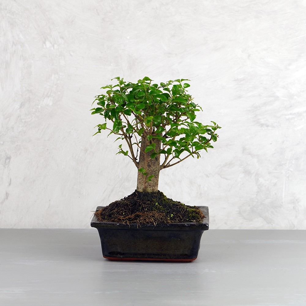 Ligustrum chinesis (Kínai fagyal) bonsai - egyenes törzsű, 15 cm