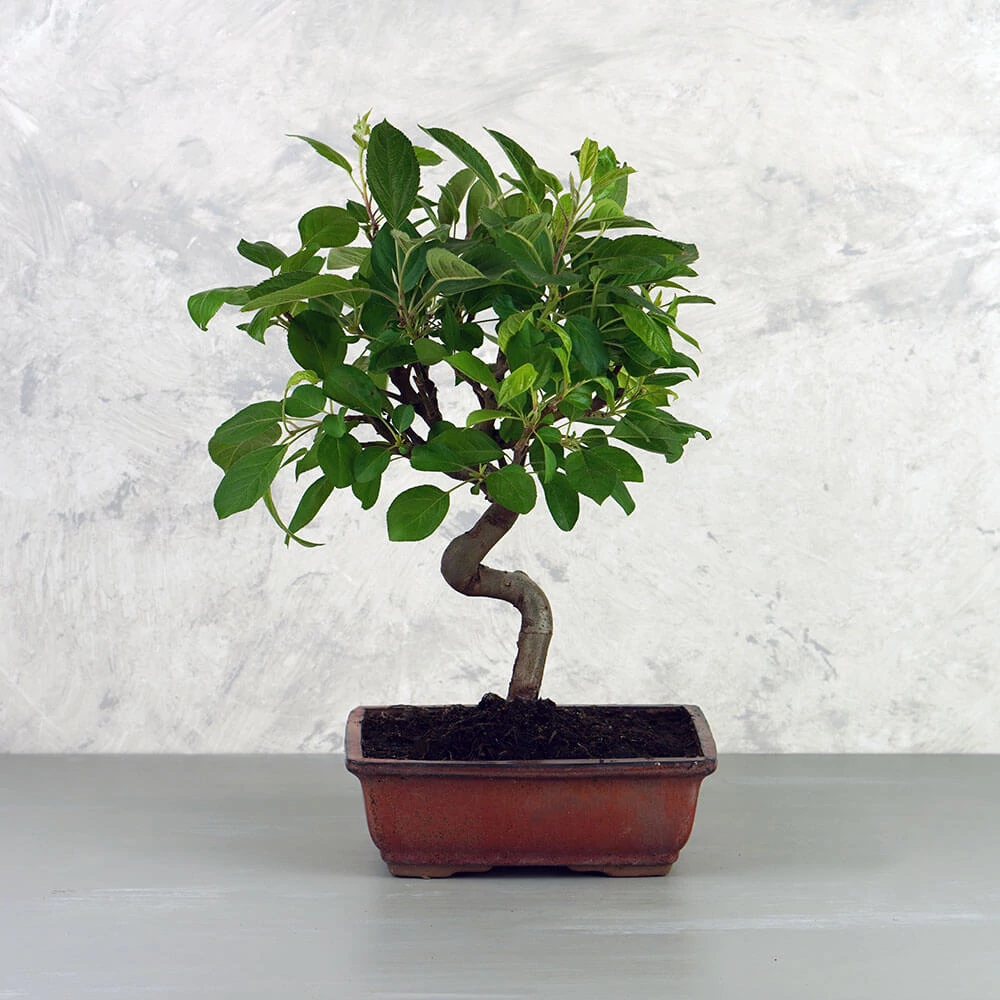 Malus ,Domestica,(Díszalma) bonsai - hajlított törzsű, 20 cm