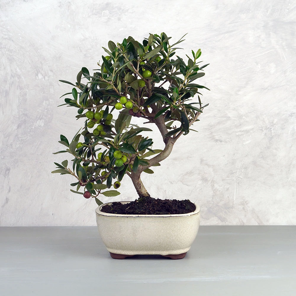 Olea Europea (Olajfa) bonsai - hajlított törzsű, 18-20 cm
