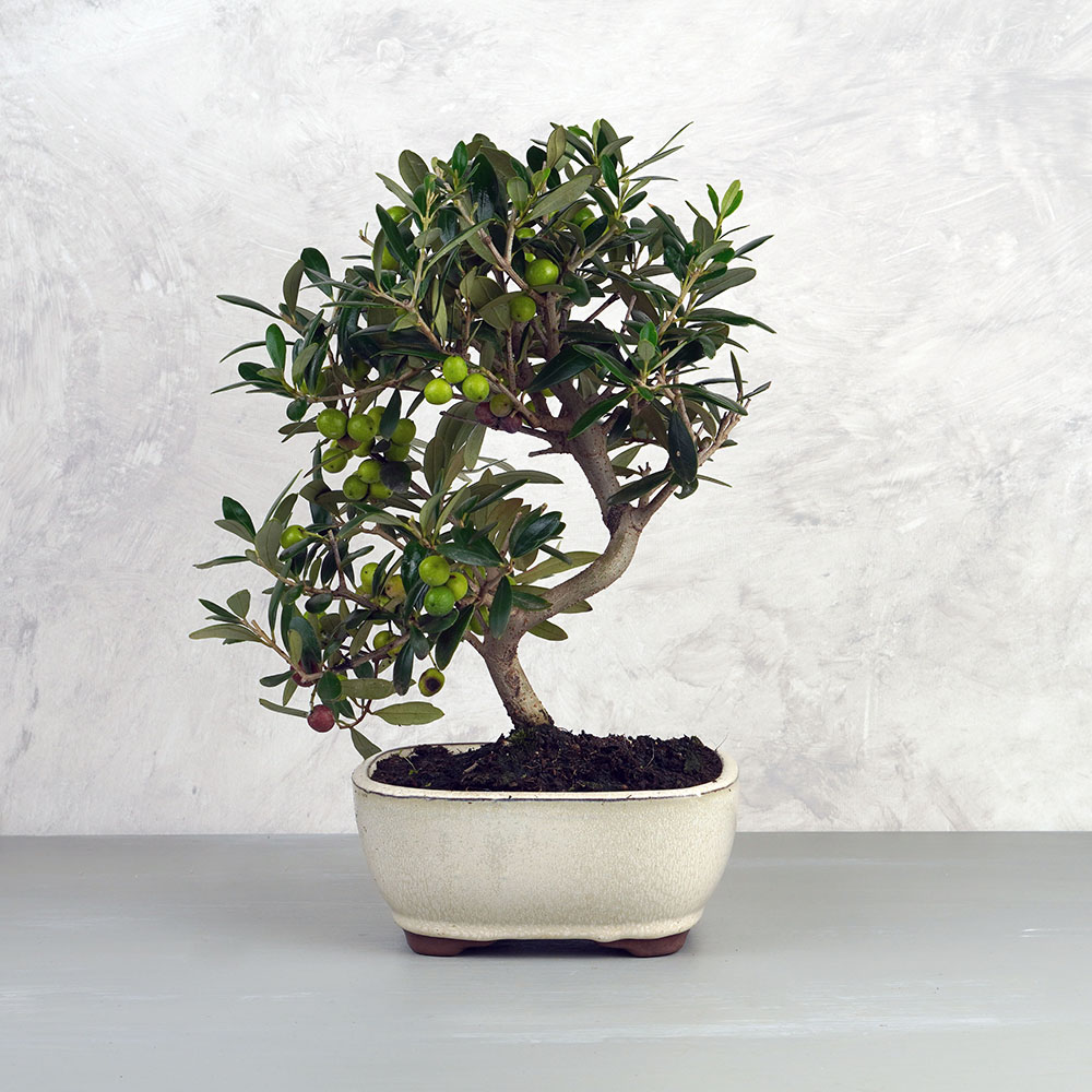 Olea Europea (Olajfa) bonsai - hajlított törzsű, 20 cm