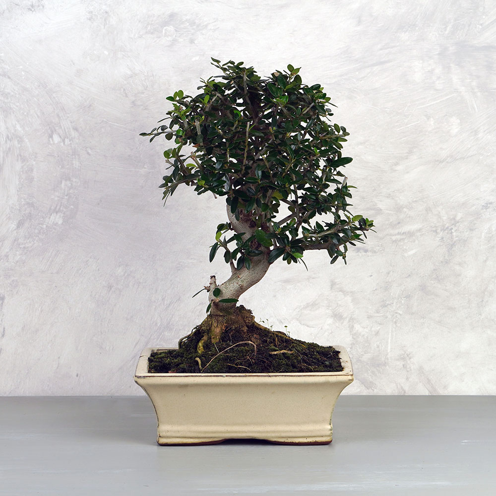 Olea Sylvestris (Olajfa) bonsai - hajlított törzsű, 20 cm