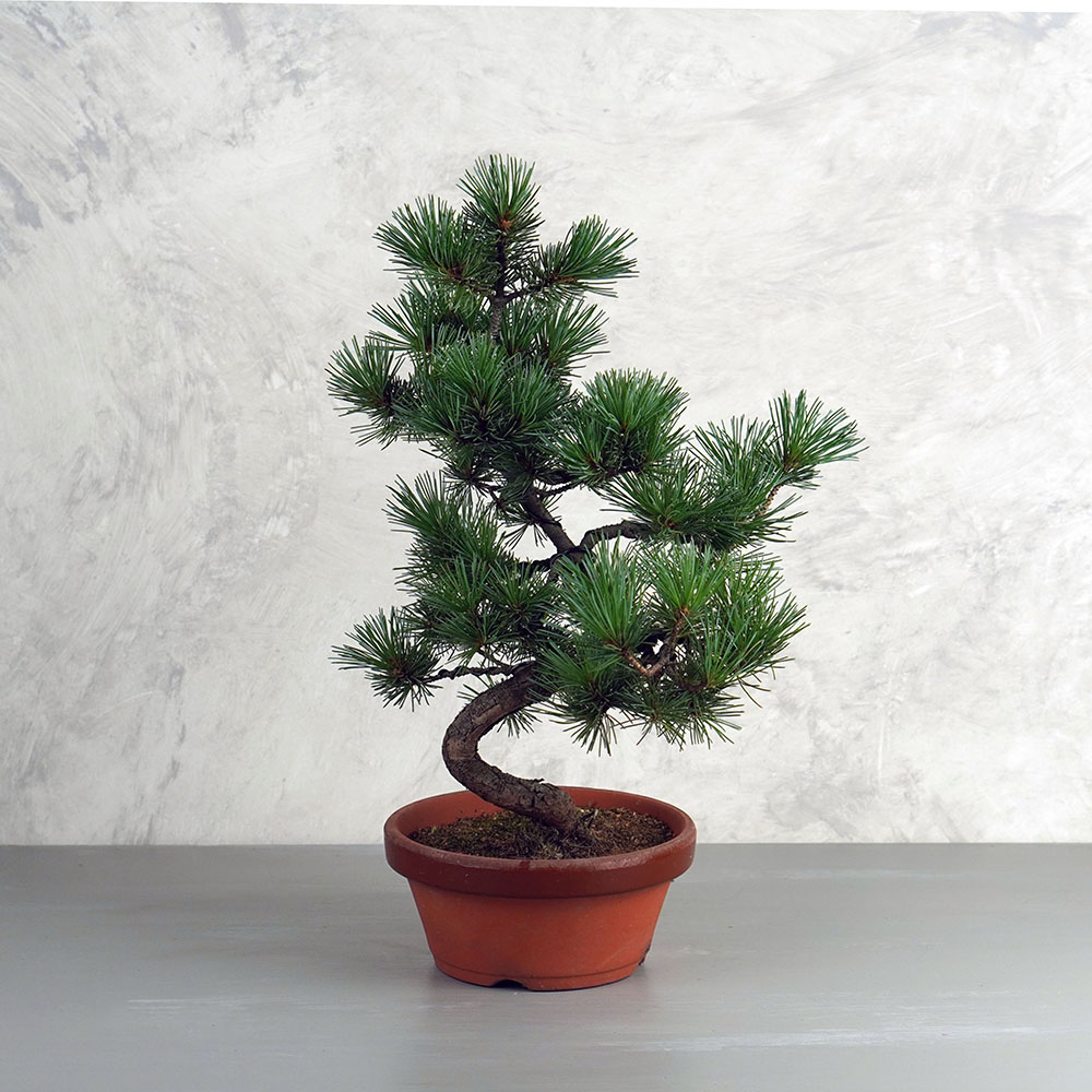Pinus parviflora (Japán selyemfenyő) bonsai - hajlított törzsű, 16cm-es tálban
