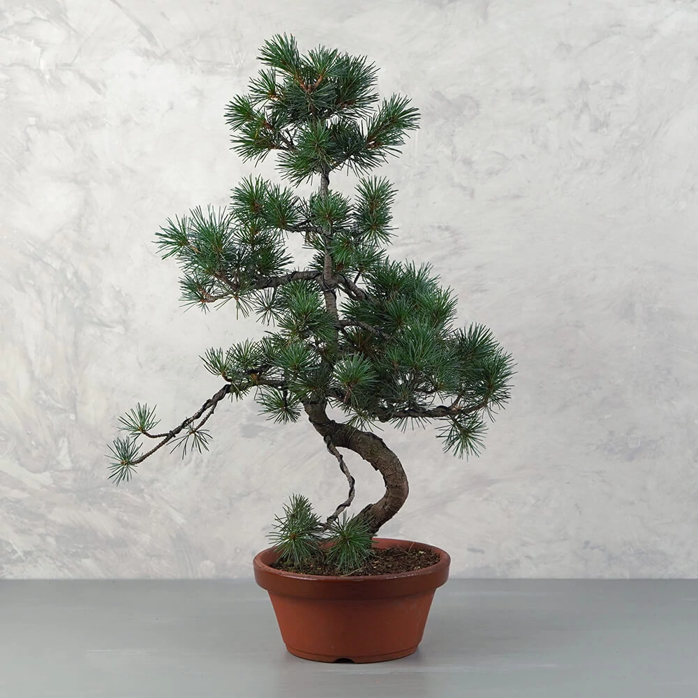 Pinus parviflora (Japán selyemfenyő) bonsai - hajlított törzsű, 18-21 cm-es tálban