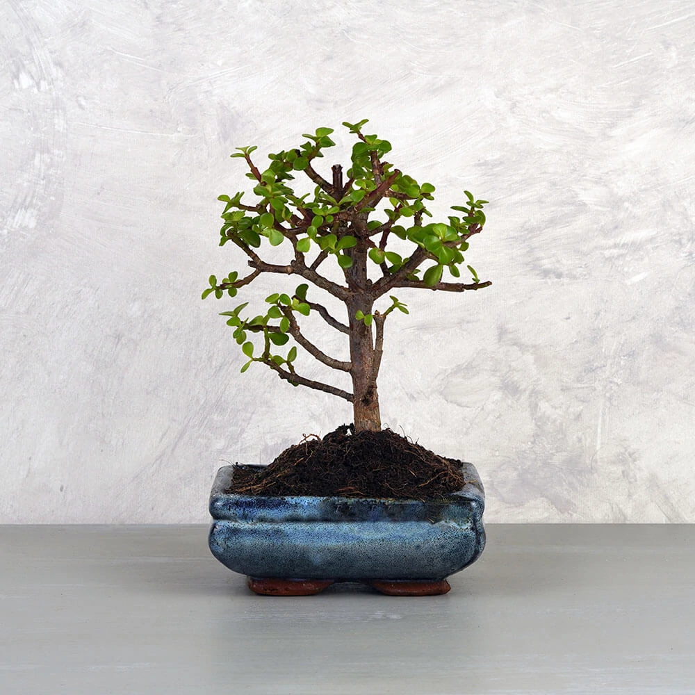Portulacaria afra (Japán pénzfa) bonsai - egyenes törzsű, 15 cm