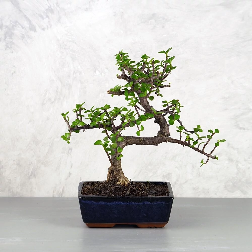 Portulacaria afra (Japán pénzfa) bonsai - hajlított törzsű, 20 cm