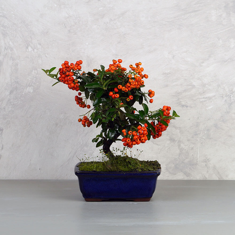 Pyracantha (Tűztövis) bonsai - hajlított törzsű, 16 cm