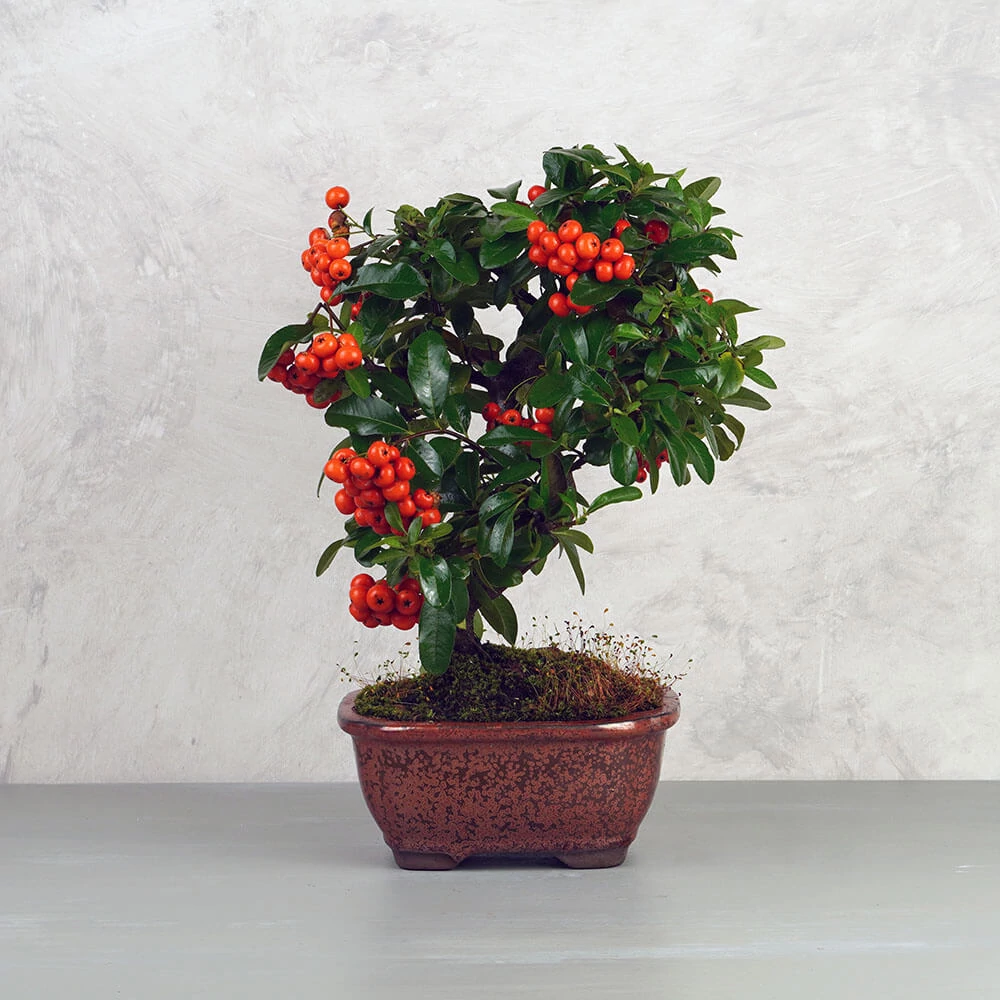 Pyracantha (Tűztövis) bonsai - hajlított törzsű, 20 cm