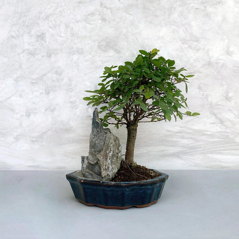 Ulmus parvifolia (Kínai szil) bonsai - egyenes törzsű, 16 cm