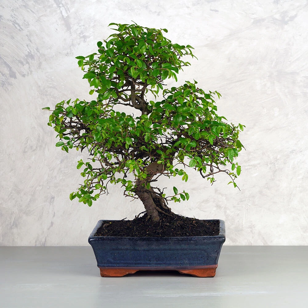 Ulmus parvifolia (Kínai szil) bonsai - hajlított törzsű, 25 cm