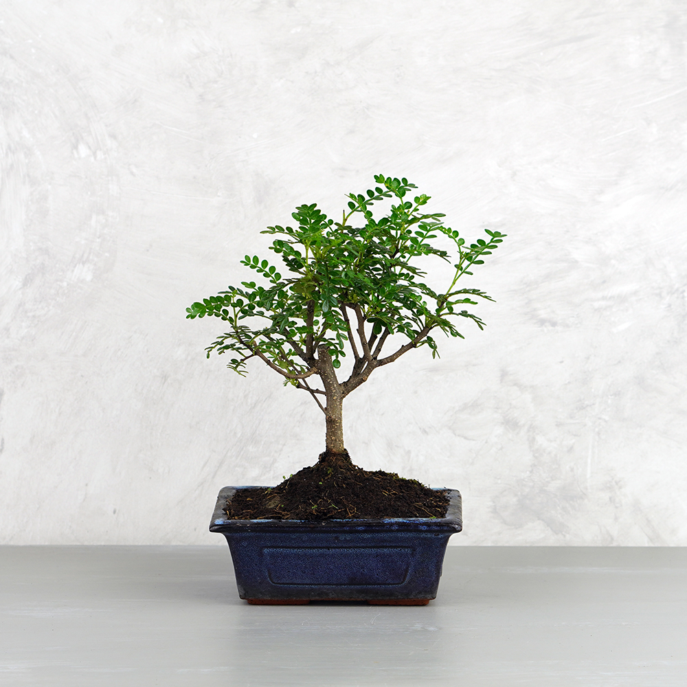 Zanthoxylum piperitum (Japán borsfa) bonsai - egyenes törzsű, 15 cm