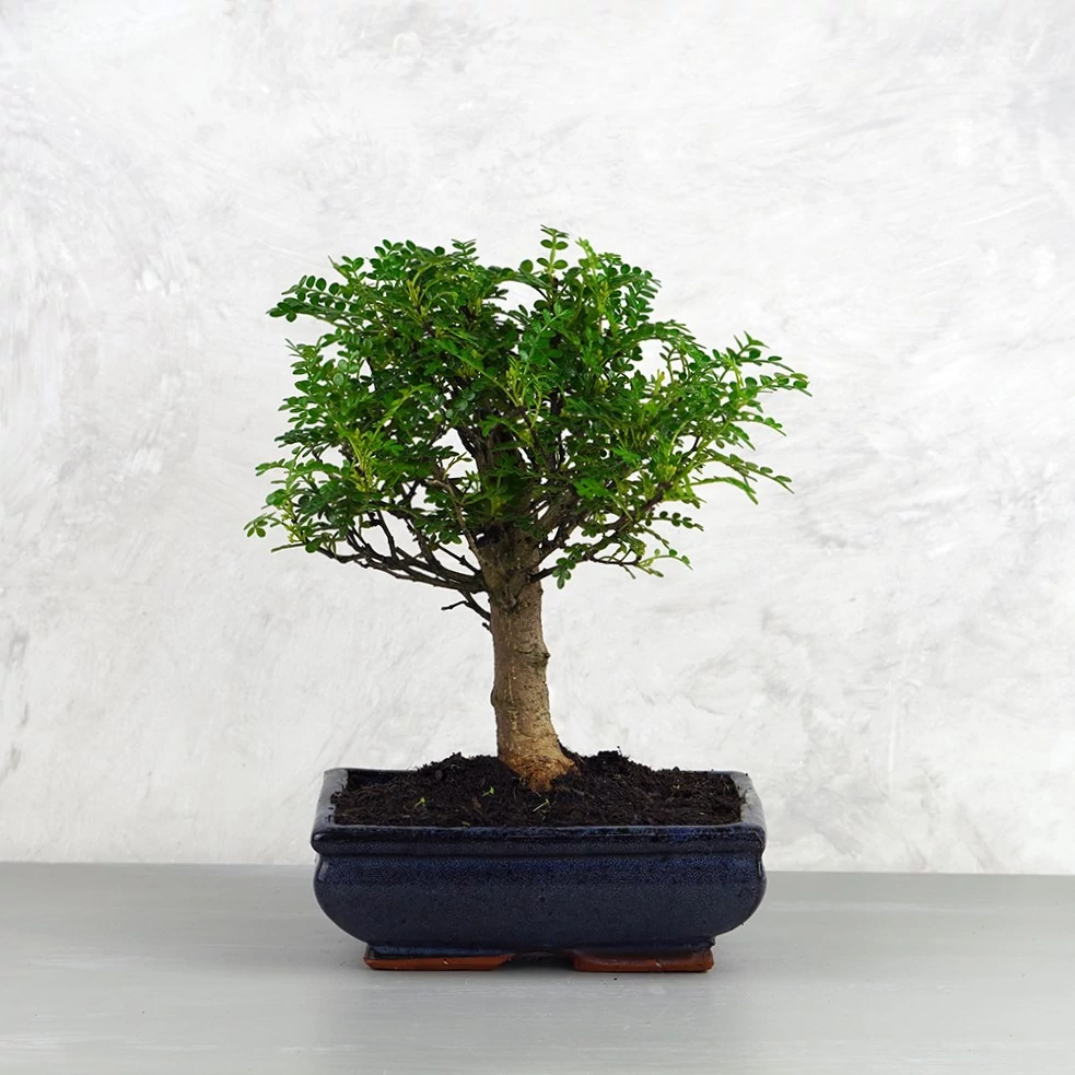 Zanthoxylum piperitum (Japán borsfa) bonsai - egyenes törzsű, 20 cm