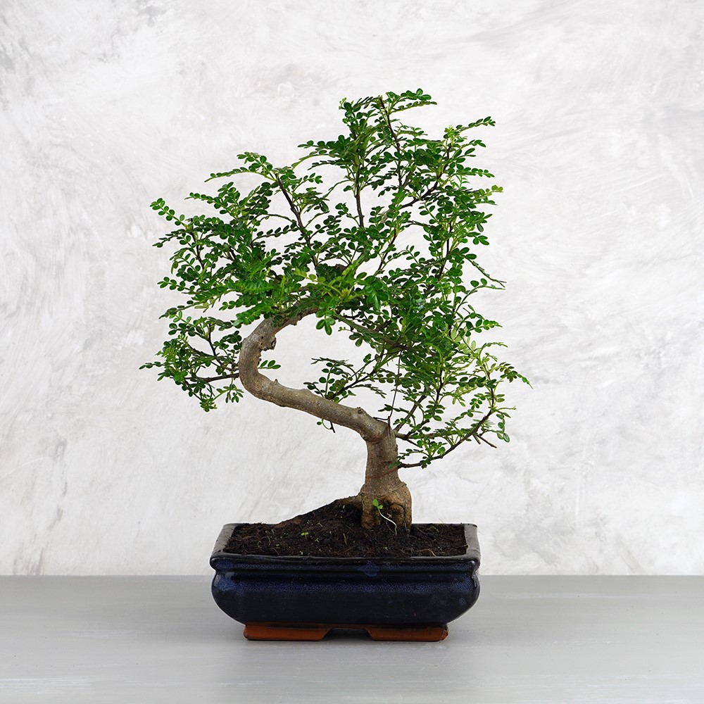 Zanthoxylum piperitum (Japán borsfa) bonsai - hajlított törzsű, 35 cm