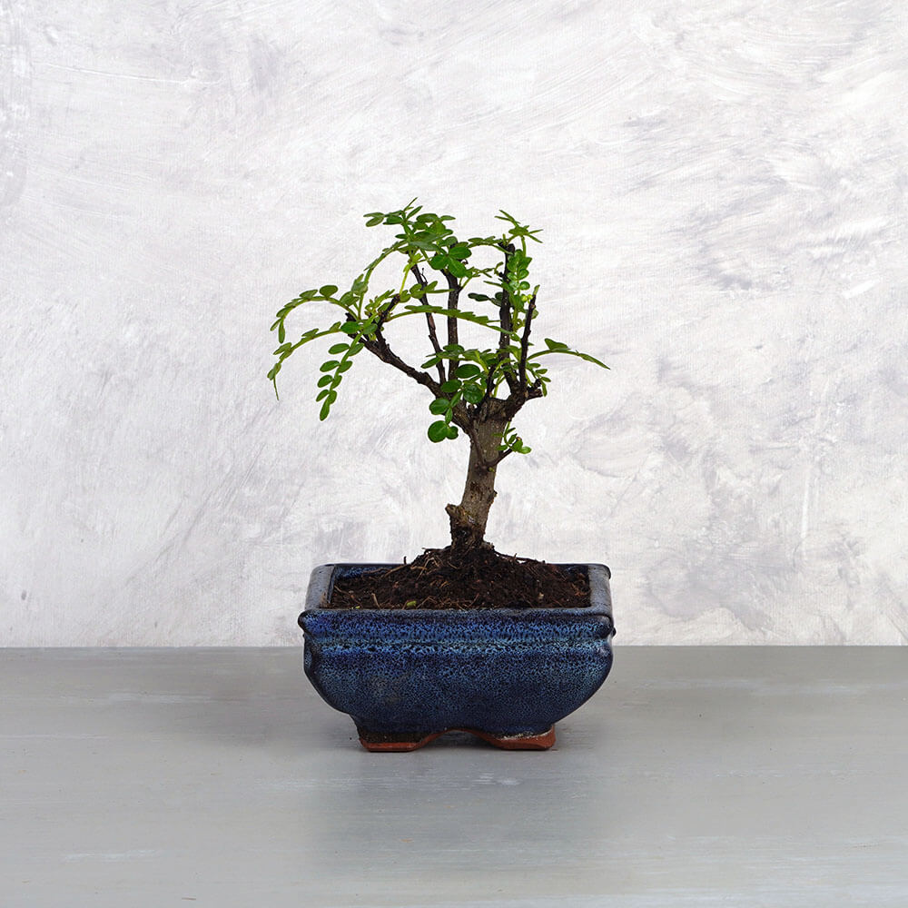 Zanthoxylum piperitum (Japán borsfa) bonsai - egyenes törzsű, 12 cm