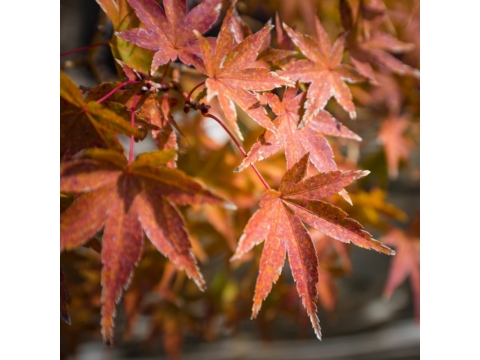 Az őszi bonsai gondozás 5+1 legfontosabb szabálya